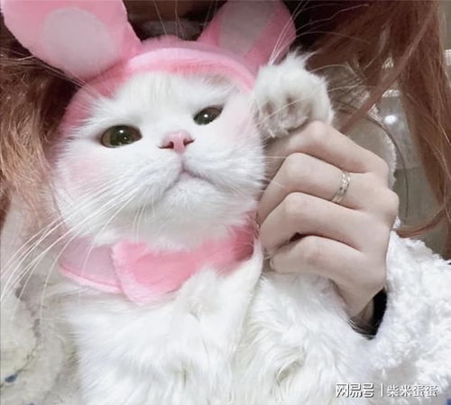 会背叛主人的猫,往往有这7个特征,要注意了