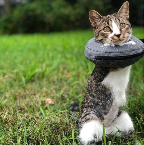 这只治愈系的恐龙猫,能让你告别精神内耗