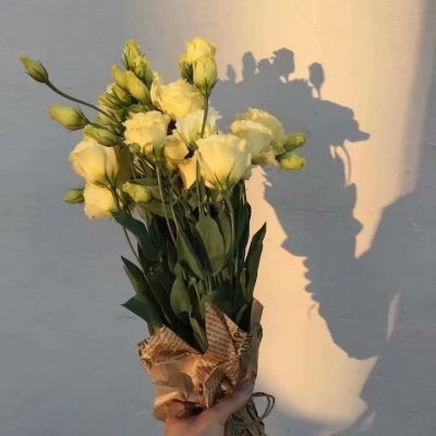 个性黄色系柠檬意境背景苏恬代风景静物头像我要个性网