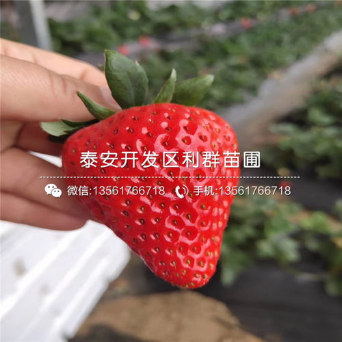 山东全明星草莓苗-黄页88网
