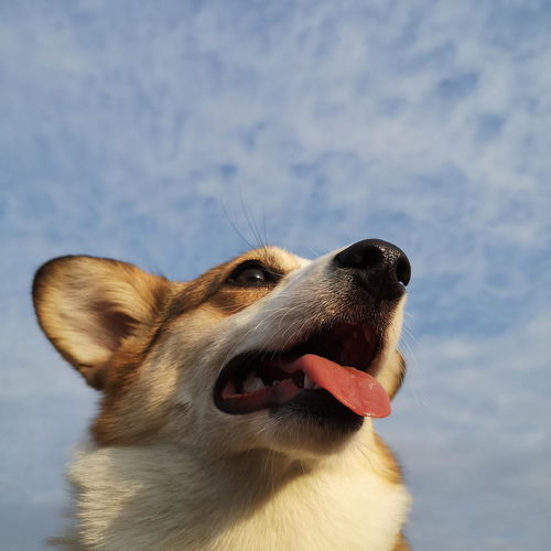 猫系女友真的绝了