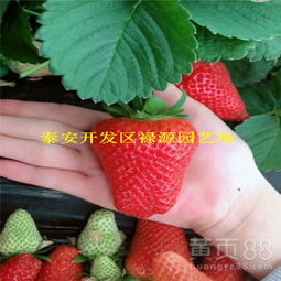 襄阳晶瑶草莓苗四川草莓苗基地-黄页88网