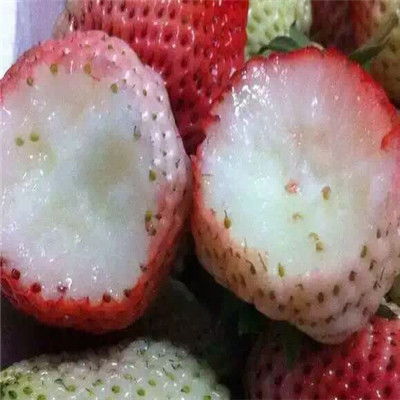 章姬草莓苗产量大量采购章姬草莓苗