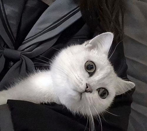 猫系可爱少女头像猫咪