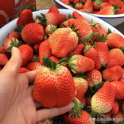 科普一下草莓栽培品种
