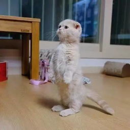 看完这些爆红网络的萌猫丑猫,我怀疑生活中我看到的一定是假猫