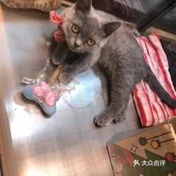 电话,地址,价格,营业时间上海宠物