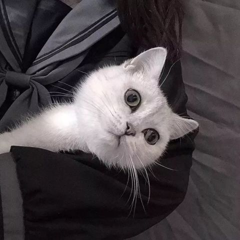 这里有很多头像请你签收