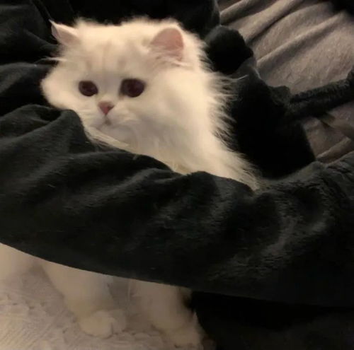 头像帅哥和猫猫
