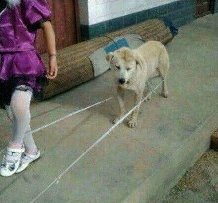 都被猫咪和熊孩子欺负成这样了,狗子为什么还这么怂