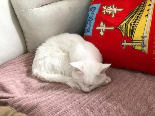 都说猫咪是治愈系,可我说,猫咪也是一会儿魔丸,一会儿灵珠
