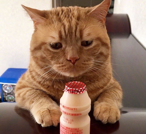 吃不到的忧伤,一只怎么也开心不起来的猫